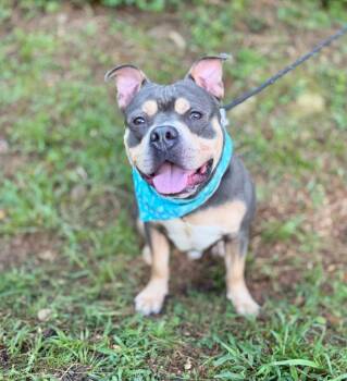 Tony -  Mixed Breed Dog for Adoption in Ellijay, Georgia - Tony | PetCurious