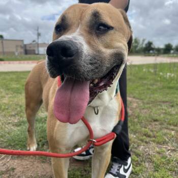 Blaze -  Pit Bull Terrier Dog for Adoption in Pearland, Texas - Blaze | PetCurious