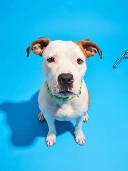 POOTSY -  Mixed Breed Dog for Adoption in Jacksonville, Florida - POOTSY | PetCurious