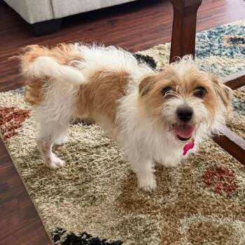 DAISY IS 13 POUNDS will be at Hollywood Feed on Preston 7/11 103 -  Cairn Terrier and Terrier Dog for Adoption in Kaufman, Texas - DAISY IS 13 POUNDS Will Be At Hollywood Feed On Preston 7/11 103 | PetCurious