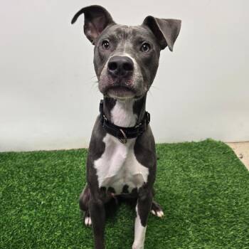 Pit Bull Terrier Dogs Available for Adoption in Columbia, Missouri - Nikolas | PetCurious