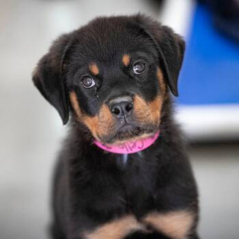 Rottweiler Dogs Available for Adoption in Peyton, Colorado - Cello (AP26-03) | PetCurious