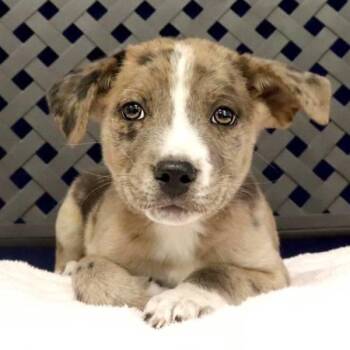 Australian Shepherd Dogs Available for Adoption in Fort Davis, Texas - Parish | PetCurious