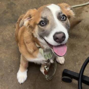 Bandit K2 -  Australian Shepherd and Mixed Breed Dog for Adoption in Union, Missouri - Bandit K2 | PetCurious