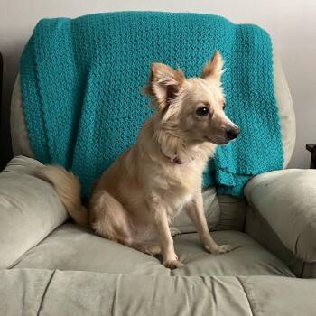 Maisie -  Mixed Breed Dog for Adoption in Pataskala, Ohio - Maisie | PetCurious