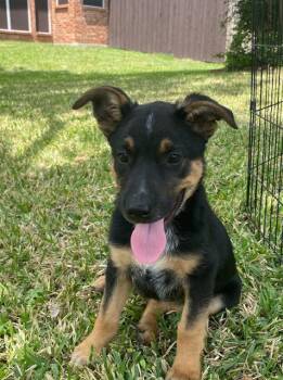 Reeses -  German Shepherd Dog Dog for Adoption in Garland, Texas - Reeses | PetCurious