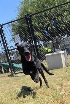 Labrador Retriever and Mixed Breed Dogs Available for Adoption in Conway, South Carolina - Milton | PetCurious