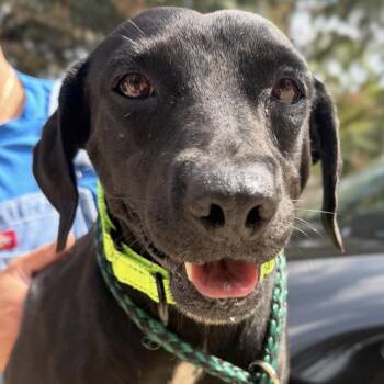 Rescue Chihuahua and Labrador Retriever Dogs for Adoption - Simone | PetCurious