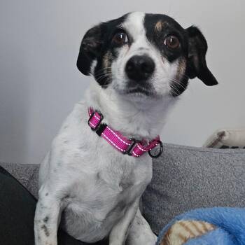Georgia -  Chihuahua Dog for Adoption in Martinsburg, West Virginia - Georgia | PetCurious