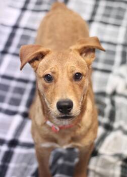 Rescue Retriever Dogs for Adoption in Manchester, New Hampshire - Joyce In NH! Come Meet Our Adoptable Dogs Wednesday-Saturday. Mo | PetCurious