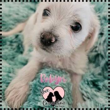 Poodle Dogs Available for Adoption in Gilbert, Arizona - Robyn | PetCurious