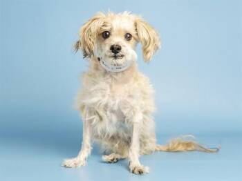 RUSSELL -  Maltese and Poodle Dog for Adoption in Phoenix, Arizona - RUSSELL | PetCurious