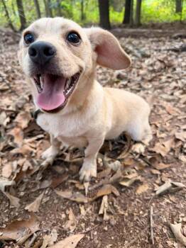 Huey -  Mixed Breed Dog for Adoption in Wayne, New Jersey - Huey | PetCurious
