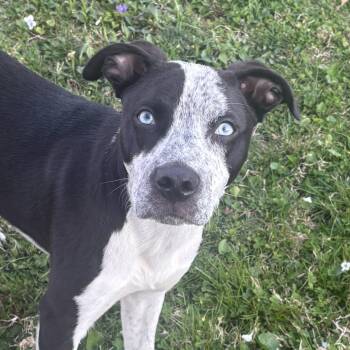 Australian Cattle Dog Blue Heeler and Labrador Retriever Dogs Available for Adoption in Carmel Hamlet, New York - Noah | PetCurious