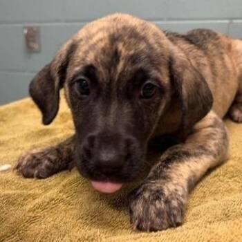 Autumn -  Shepherd and Mixed Breed Dog for Adoption in Kansas City, Missouri - Autumn | PetCurious