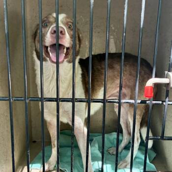 Higbee -  Australian Shepherd Dog for Adoption in Chattanooga, Tennessee - Higbee | PetCurious