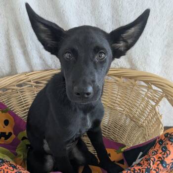 Greta -  German Shepherd Dog and Black Labrador Retriever Dog for Adoption in Pensacola, Florida - Greta | PetCurious