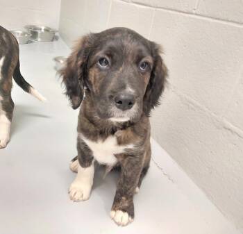 Pippin -  Terrier Dog for Adoption in Mocksville, North Carolina - Pippin | PetCurious