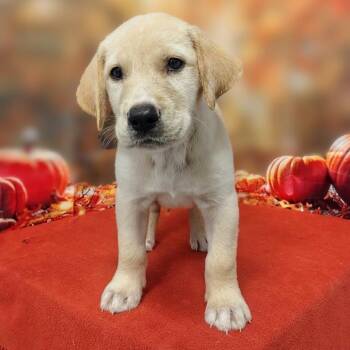 Poker -  Labrador Retriever and Mixed Breed Dog for Adoption in Griswold, Connecticut - Poker | PetCurious