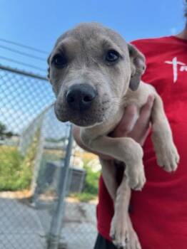 Mixed Breed Dogs Available for Adoption in Beatrice, Nebraska - Mushroom | PetCurious