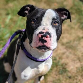 Mucca -  Mixed Breed Dog for Adoption in Cincinnati, Ohio - Mucca | PetCurious