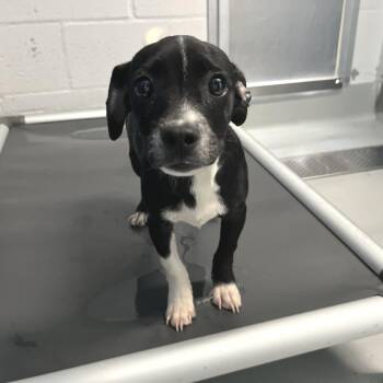 Isaac -  Chihuahua and Mixed Breed Dog for Adoption in San Francisco, California - Isaac | PetCurious