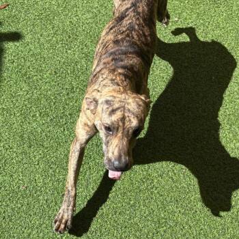 Mixed Breed Dogs Available for Adoption in Loxahatchee Groves, Florida - Shrimps 0905 | PetCurious