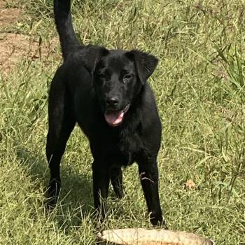 Rescue Mixed Breed Dogs for Adoption in Bendena, Kansas - Duke | PetCurious