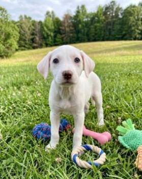 Rat Terrier and Chihuahua Dogs Available for Adoption in Washington, District Of Columbia - Babe Miranda | PetCurious