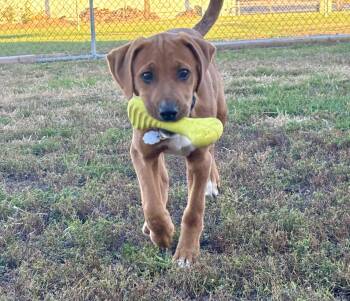 Rescue Labrador Retriever and Hound Dogs for Adoption in Shenandoah, Iowa - Milo | PetCurious