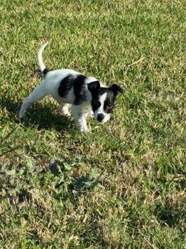 Chihuahua Dogs Available for Adoption - Bailey | PetCurious