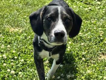 FRED -  Beagle and Mixed Breed Dog for Adoption in Colorado Springs, Colorado - FRED | PetCurious
