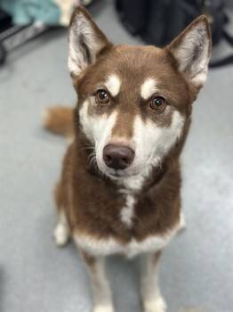 Rescue Siberian Husky and Mixed Breed Dogs for Adoption in Ontario, California - SHERRY | PetCurious