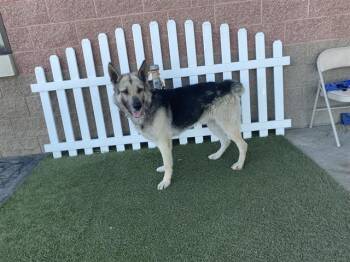 German Shepherd Dog and Siberian Husky Dogs Available for Adoption - ENZO | PetCurious