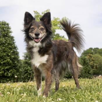 Chihuahua and Papillon Dogs Available for Adoption in Franklin, Tennessee - Mochi | PetCurious