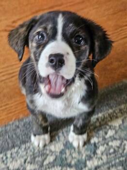 Labrador Retriever and Husky Dogs Available for Adoption in Youngsville, North Carolina - Jasmine | PetCurious