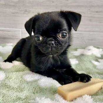 Rachel -  Pug Dog for Adoption in Alvin, Texas - Rachel | PetCurious