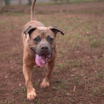 Rescue Terrier and Mixed Breed Dogs for Adoption in Gainesville, Georgia - Clementine | PetCurious