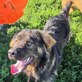 Pooh Bear -  German Shepherd Dog Dog for Adoption in Petersburg, Indiana - Pooh Bear | PetCurious