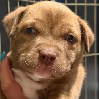 Annabeth - purple -  Anatolian Shepherd and Dutch Shepherd Dog for Adoption in Greenfield, Indiana - Annabeth - Purple | PetCurious
