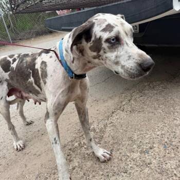 Gretchen -  Great Dane Dog for Adoption in Edinburg, Texas - Gretchen | PetCurious