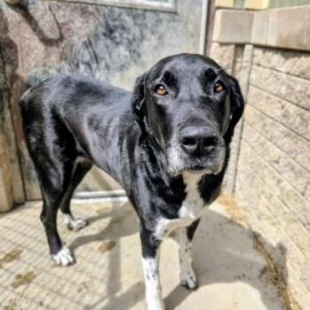 Great Dane and Great Pyrenees Dogs Available for Adoption in South Bend, Indiana - Macy | PetCurious
