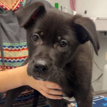 Black Labrador Retriever Dogs Available for Adoption - XENA | PetCurious