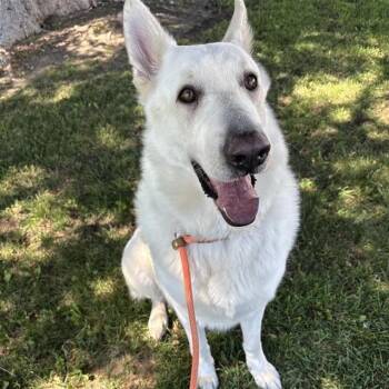 OTTO -  German Shepherd Dog and Mixed Breed Dog for Adoption in Ontario, California - OTTO | PetCurious