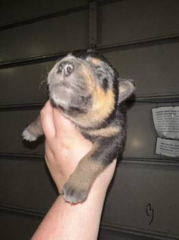 Mixed Breed Dogs Available for Adoption - DODDY | PetCurious