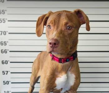 American Bully Dogs Available for Adoption in Hamilton, Ontario - Badge | PetCurious