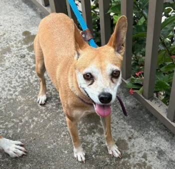 Dizzy -  Parson Russell Terrier and Mixed Breed Dog for Adoption in Honolulu, Hawaii - Dizzy | PetCurious