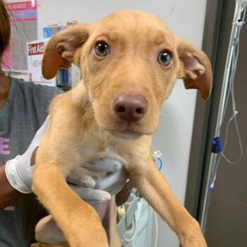 Lugnut -  Labrador Retriever and Catahoula Leopard Dog Dog for Adoption in Hattiesburg, Mississippi - Lugnut | PetCurious