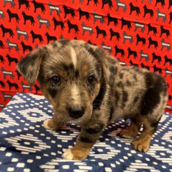 Sir Cuddleton -  Terrier Dog for Adoption in Washburn, Missouri - Sir Cuddleton | PetCurious