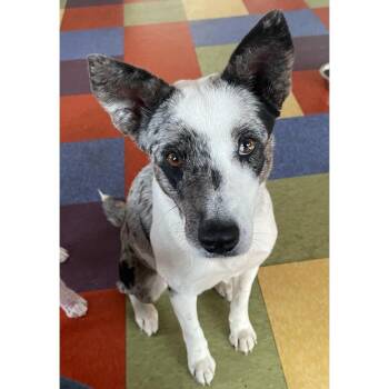 Bluebell -  Australian Cattle Dog Blue Heeler and Australian Shepherd Dog for Adoption in Minneapolis, Minnesota - Bluebell | PetCurious